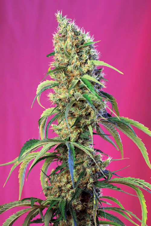 Therapeutisch nieuws voor 2018: 11 nieuwe soorten - Sweet Seeds komt met pure CBD soorten