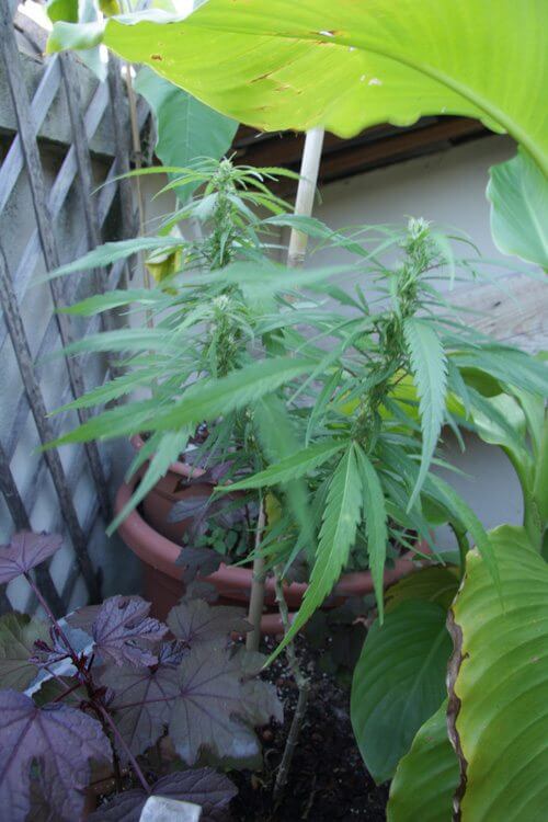 Le Canna Indica, une alter bota pour notre canna
